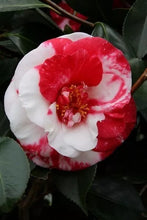 Load image into Gallery viewer, Adolphe Audusson~~Unique Bloom Camellia Japonica-Live Starter Plant