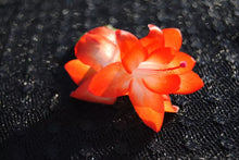 Load image into Gallery viewer, Amazon Brazil-Christmas Cactus/Thanksgiving Cactus-Schlumbergera Truncata Rooted STARTER Plant