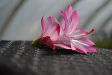 Load image into Gallery viewer, Angel Wings Cactus/Thanksgiving Cactus Schlumbergera Truncata Rooted STARTER Plant