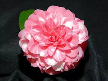 Load image into Gallery viewer, Apollo 14~~Unique Bloom Camellia Japonica-Live Starter Plant