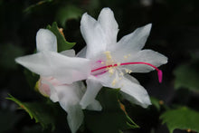 Load image into Gallery viewer, Arctic Ice-Christmas Cactus/Thanksgiving Cactus-SchlumbergeraTruncata Rooted STARTER Plant