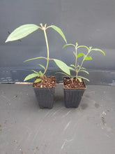 Load image into Gallery viewer, Athens Blue Princess Glory Bush Plant~~Tibouchina urvilleana~Small Starter Plant