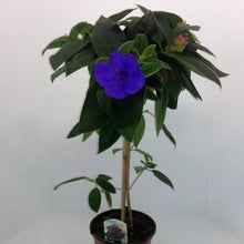 Load image into Gallery viewer, Athens Blue Princess Glory Bush Plant~~Tibouchina urvilleana~Small Starter Plant