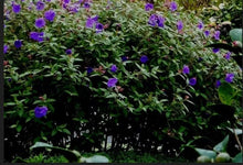 Load image into Gallery viewer, Athens Blue Princess Glory Bush Plant~~Tibouchina urvilleana~Small Starter Plant