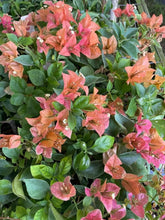 Load image into Gallery viewer, BAMBINO BURNT ORANGE Live Well Rooted Bougainvillea STARTER plant