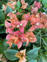 Load image into Gallery viewer, BAMBINO BURNT ORANGE Live Well Rooted Bougainvillea STARTER plant