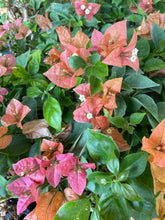 Load image into Gallery viewer, BAMBINO BURNT ORANGE Live Well Rooted Bougainvillea STARTER plant