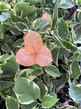 Load image into Gallery viewer, BAMBINO ORANGE/PEACH Live Well Rooted Bougainvillea STARTER plant