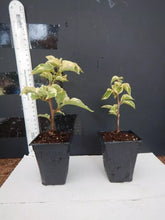 Load image into Gallery viewer, BAMBINO ORANGE/PEACH Live Well Rooted Bougainvillea STARTER plant