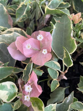 Load image into Gallery viewer, BAMBINO ORANGE/PEACH Live Well Rooted Bougainvillea STARTER plant