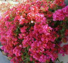 Load image into Gallery viewer, BARBARA KARST Live Well Rooted Bougainvillea STARTER plant