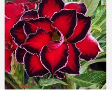 Load image into Gallery viewer, BARBIE--Desert Rose Adenium Obesum SMALL Rooted Seedling Plant