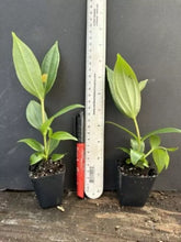 Load image into Gallery viewer, Florinilla "BELLA" Medinilla Plant~Live Well Rooted STARTER Plant~VERY RARE