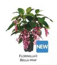 Load image into Gallery viewer, Florinilla "BELLA" Medinilla Plant~Live Well Rooted STARTER Plant~VERY RARE