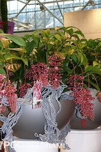 Load image into Gallery viewer, Florinilla "BELLA" Medinilla Plant~Live Well Rooted STARTER Plant~VERY RARE
