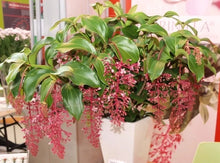 Load image into Gallery viewer, Florinilla "BELLA" Medinilla Plant~Live Well Rooted STARTER Plant~VERY RARE