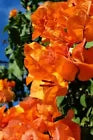 Load image into Gallery viewer, BENGAL ORANGE Live Well Rooted Bougainvillea STARTER plant