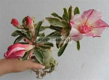 Load image into Gallery viewer, BEST OF SIAM Adenium Obesum Grafted Desert Rose Plant