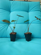 Load image into Gallery viewer, **BLACK CORAL** Elephant Ear Colocasia Esculenta Live Starter Plant*USA Seller*