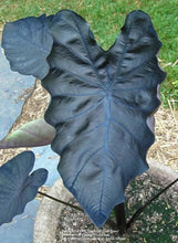 Load image into Gallery viewer, **BLACK CORAL** Elephant Ear Colocasia Esculenta Live Starter Plant*USA Seller*