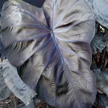Load image into Gallery viewer, **BLACK CORAL** Elephant Ear Colocasia Esculenta Live Starter Plant*USA Seller*