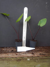 Load image into Gallery viewer, ~~BLACK STEM~~Elephant Ear~~Alocasia macrorrhiza~~ Starter Plant~~Very Dramatic!