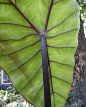 Load image into Gallery viewer, ~~BLACK STEM~~Elephant Ear~~Alocasia macrorrhiza~~ Starter Plant~~Very Dramatic!