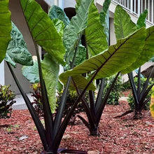 Load image into Gallery viewer, ~~BLACK STEM~~Elephant Ear~~Alocasia macrorrhiza~~ Starter Plant~~Very Dramatic!