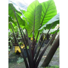 Load image into Gallery viewer, ~~BLACK STEM~~Elephant Ear~~Alocasia macrorrhiza~~ Starter Plant~~Very Dramatic!
