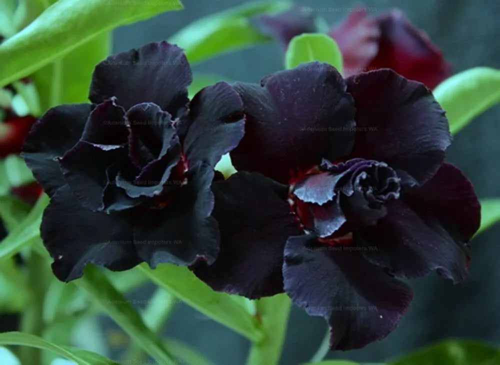 black desert rose succulent BLACK WAR Desert Rose Adenium Obesum SMALL Rooted Seedling Plant – Hope's  Flower Garden