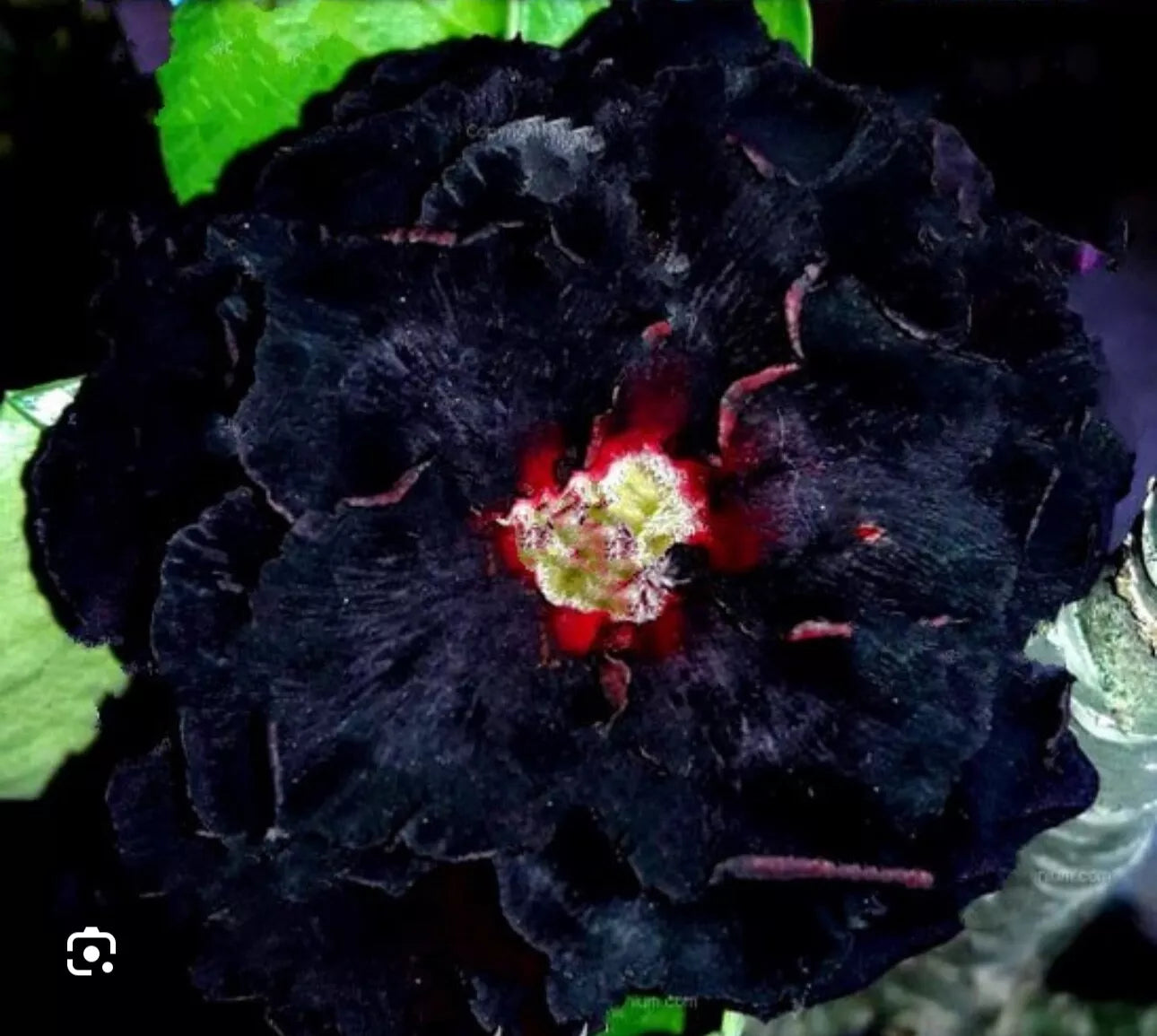BLACK WIDOW~ Adenium Obesum Grafted Desert Rose Plant – Hope's Flower Garden