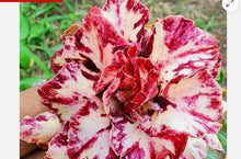 Load image into Gallery viewer, BLUEBERRY --Desert Rose Adenium Obesum SMALL Rooted Seedling Plant