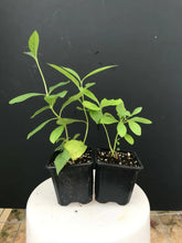 Load image into Gallery viewer, BLUE BUTTERFLY BUSH AKA BLUE WINGS Rooted Starter Plant Clerodendrum Ugandense