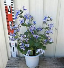 Load image into Gallery viewer, BLUE BUTTERFLY BUSH AKA BLUE WINGS Rooted Starter Plant Clerodendrum Ugandense