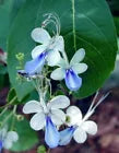 Load image into Gallery viewer, BLUE BUTTERFLY BUSH AKA BLUE WINGS Rooted Starter Plant Clerodendrum Ugandense