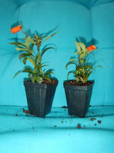 Load image into Gallery viewer, **BOLIVIAN SUNSET**Gloxinia Sylvatica Plant**ATTRACTS HUMMINGBIRDS & BUTTERFLIES