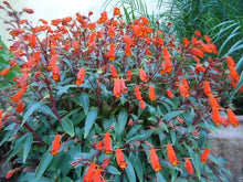 Load image into Gallery viewer, **BOLIVIAN SUNSET**Gloxinia Sylvatica Plant**ATTRACTS HUMMINGBIRDS & BUTTERFLIES