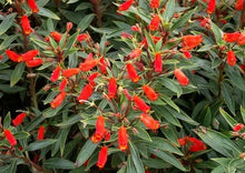 Load image into Gallery viewer, **BOLIVIAN SUNSET**Gloxinia Sylvatica Plant**ATTRACTS HUMMINGBIRDS & BUTTERFLIES