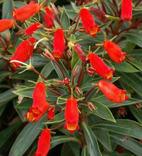 Load image into Gallery viewer, **BOLIVIAN SUNSET**Gloxinia Sylvatica Plant**ATTRACTS HUMMINGBIRDS & BUTTERFLIES