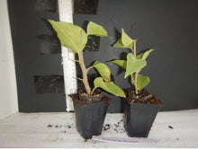 Load image into Gallery viewer, Jamaican Red Live Well Rooted Bougainvillea STARTER plant