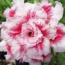 Load image into Gallery viewer, BO TUN Adenium Obesum Grafted Desert Rose Plant