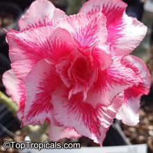Load image into Gallery viewer, BO TUN Adenium Obesum Grafted Desert Rose Plant