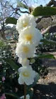 Load image into Gallery viewer, **BUTTERMINT**Unique Bloom**Camellia Japonica-Live Starter Plant