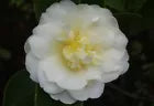 Load image into Gallery viewer, **BUTTERMINT**Unique Bloom**Camellia Japonica-Live Starter Plant