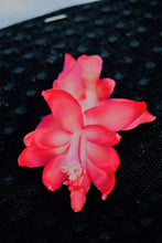 Load image into Gallery viewer, Bella Rosa-Christmas Cactus/Thanksgiving Cactus-SchlumbergeraTruncata Rooted STARTER Plant