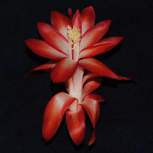 Load image into Gallery viewer, Big Fire-Christmas Cactus/Thanksgiving Cactus-Schlumbergera Truncata Rooted STARTER Plant