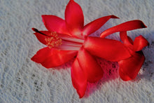 Load image into Gallery viewer, 4" Big Red Cactus/Thanksgiving Cactus Schlumbergera Truncata Rooted STARTER Pant (Copy)