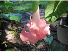Load image into Gallery viewer, Blessed~~Angels Trumpet Brugmansia Tropical Plant~~Well Rooted STARTER Plant
