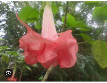 Load image into Gallery viewer, Blessed~~Angels Trumpet Brugmansia Tropical Plant~~Well Rooted STARTER Plant