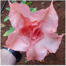 Load image into Gallery viewer, Blessed~~Angels Trumpet Brugmansia Tropical Plant~~Well Rooted STARTER Plant